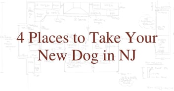 4 Places to Take Your New Dog in NJ