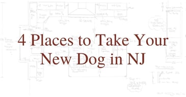 4 Places to Take Your New Dog in NJ