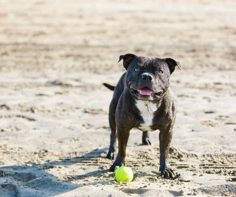 french bulldog on longport dog beach new jersey