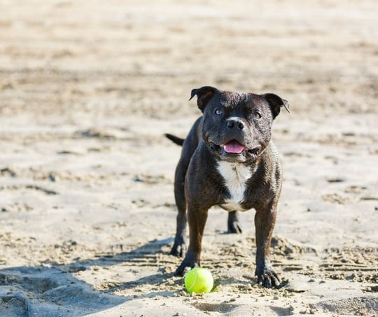 french bulldog with green tennis ball on longport dog beach new jersey