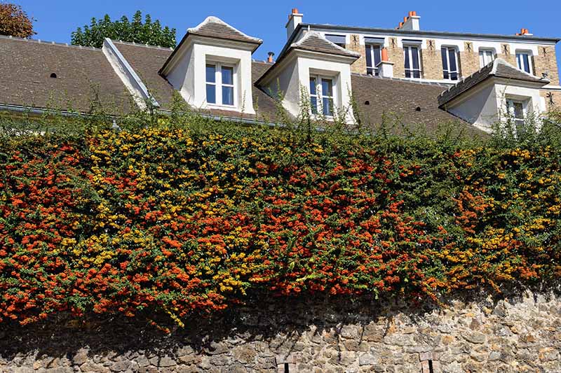 large bushes acting as fence with red and yellow flowers - photo by Gardeners Path
