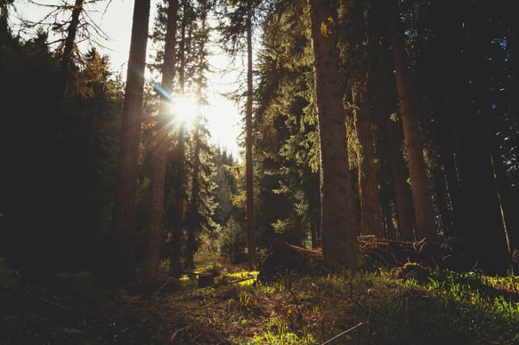 woods showing through sunlight 